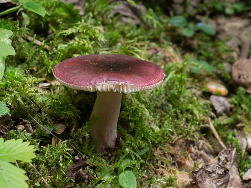 Russula vinosa