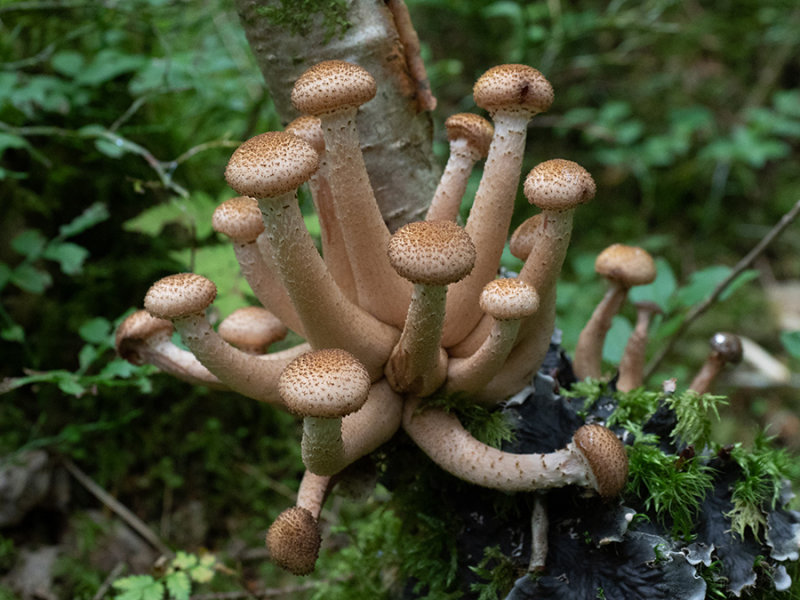 Armillaria ostoyae
