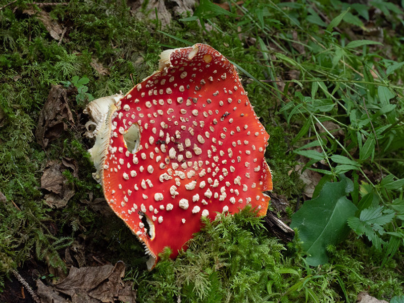 Amanita muscaria