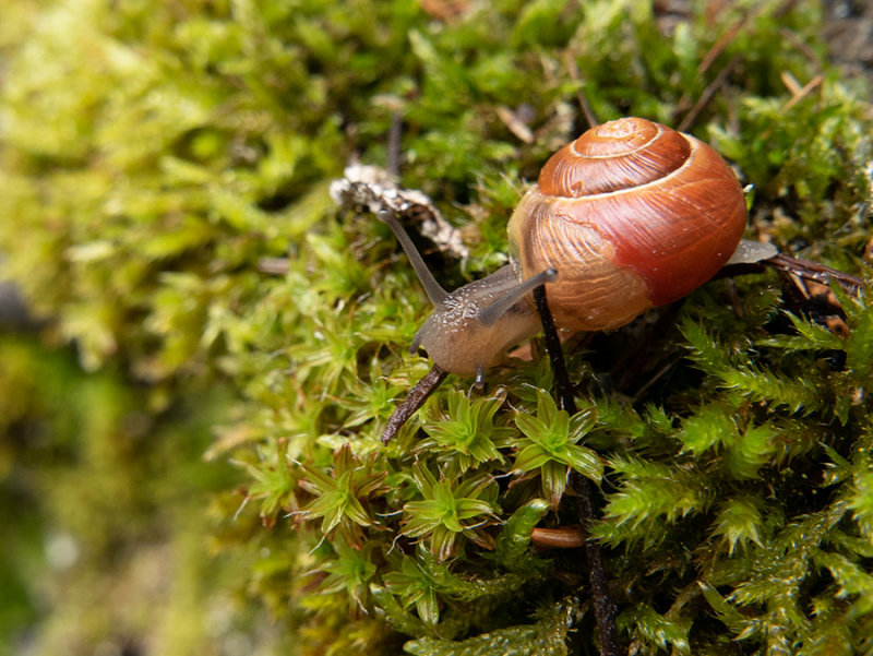 helix