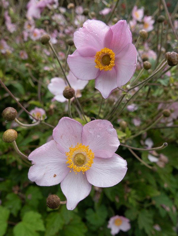 Cosmos