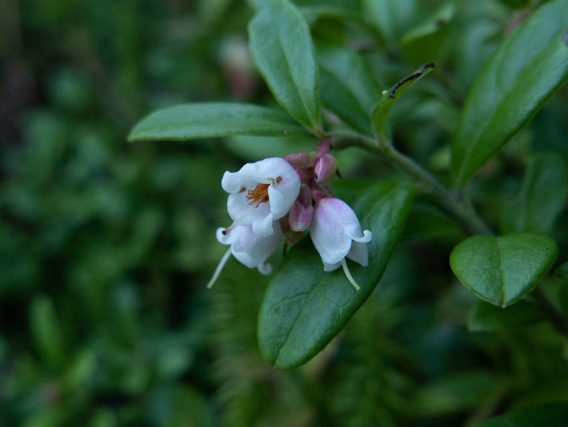 Vaccinium vitis-idaea   