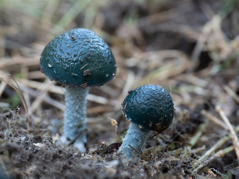Stropharia caerulea