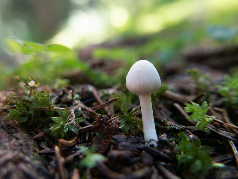 Parvus fungus albus