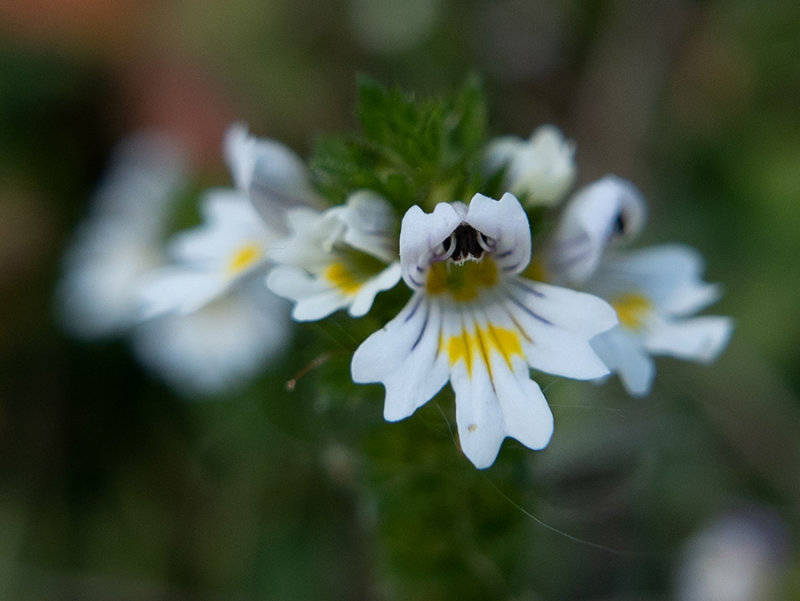 Euphrasia       