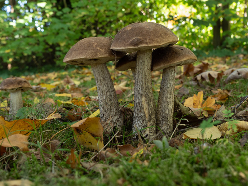 Leccinum scabrum