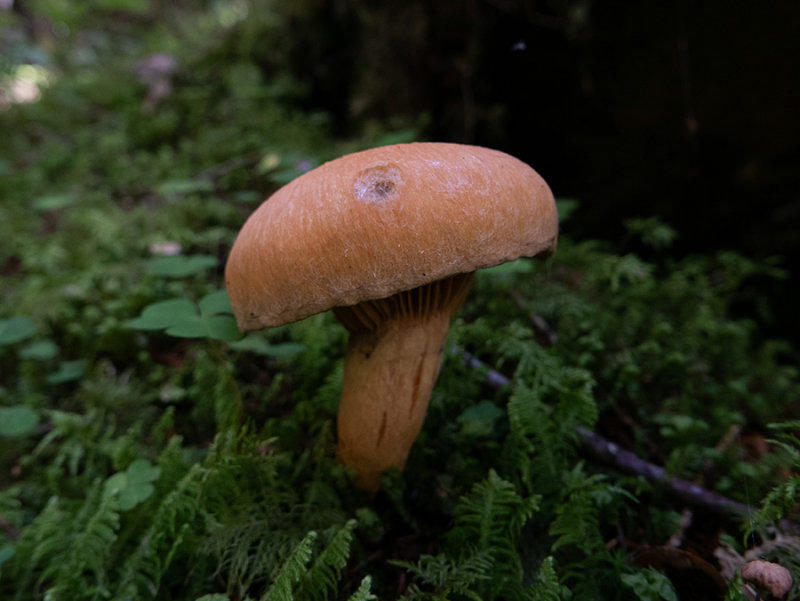 Gomphidius helveticus   