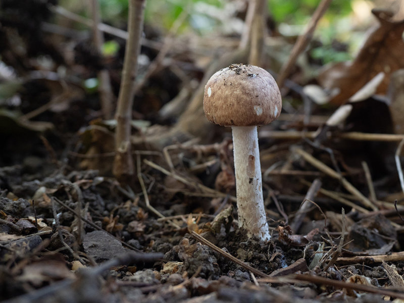 Agaricus bisporus  