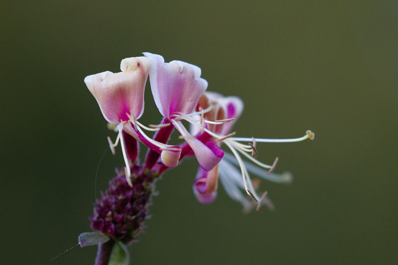 Lonicera