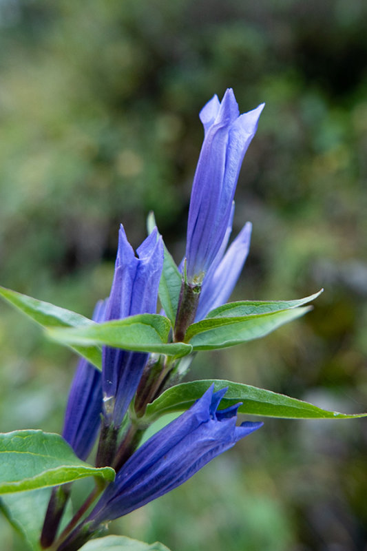 Gentiana asclepiadea  