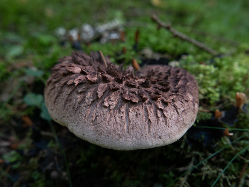 Sarcodon imbricatus