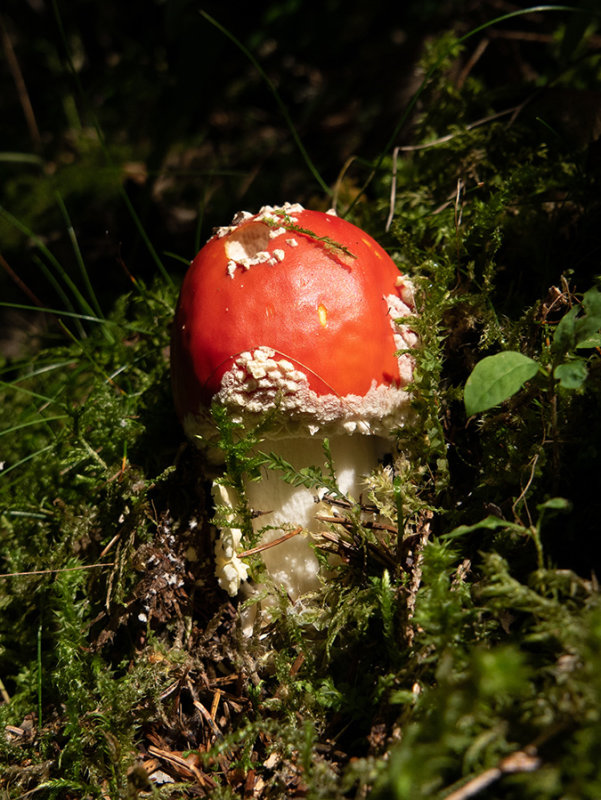 Amanita muscaria