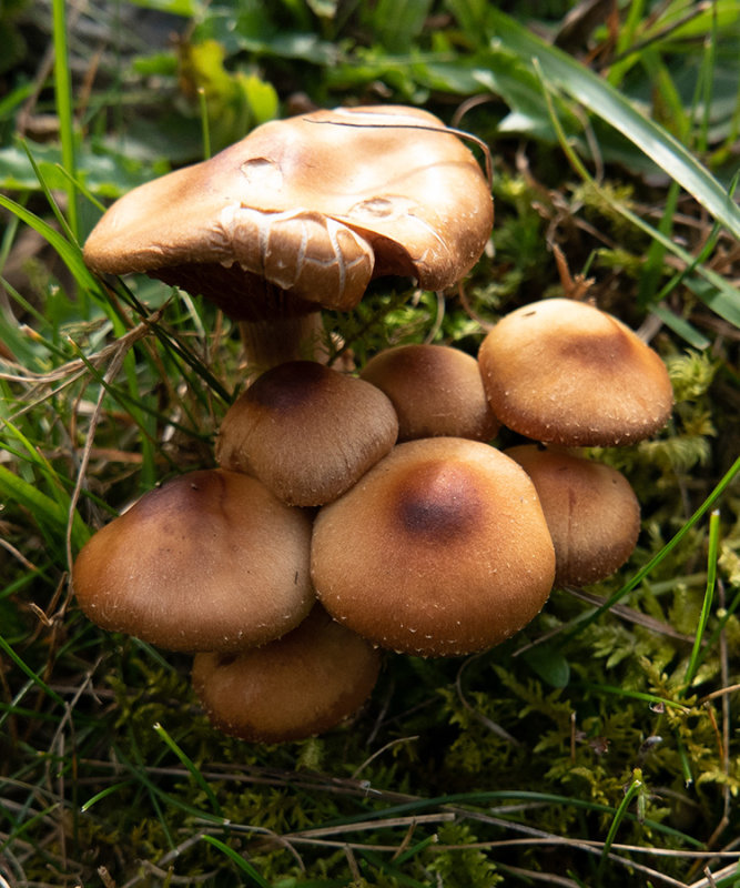 Pholiota sp