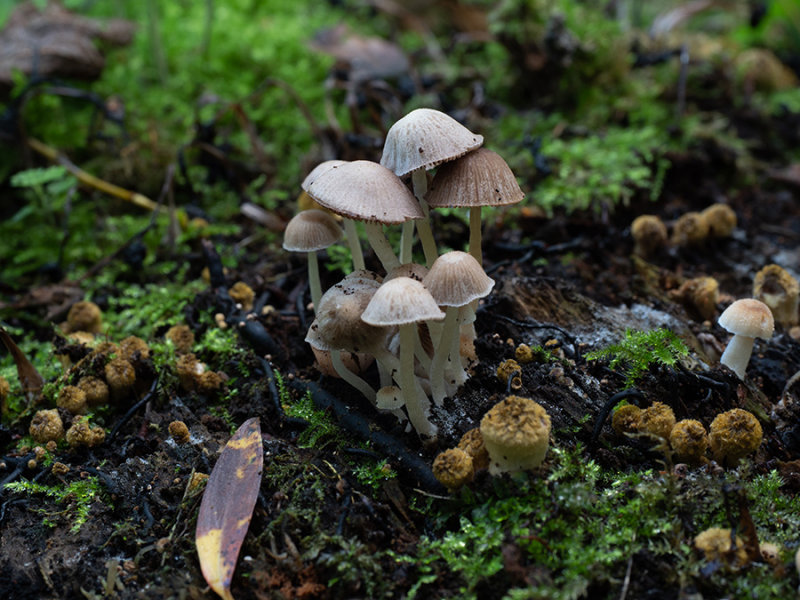 Coprinus