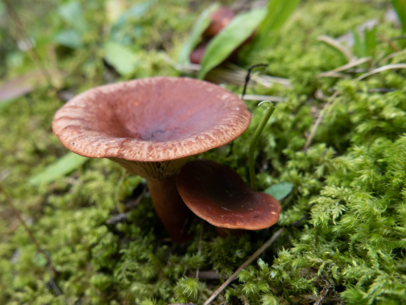 Lactarius  