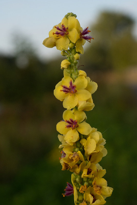 Verbascum nigrum