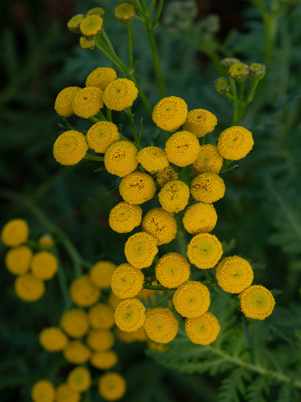 Tanacetum vulgare  