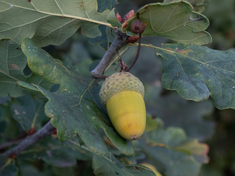Quercus robur