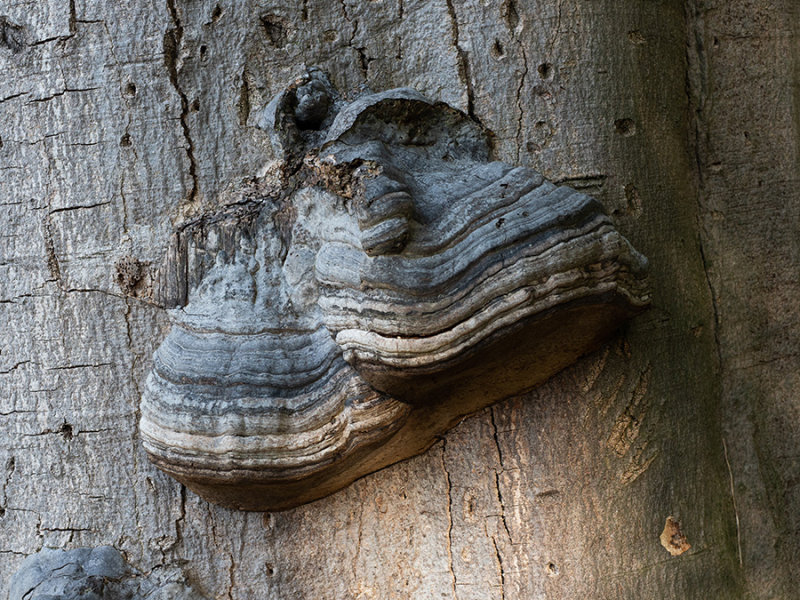 Fomes fomentarius  