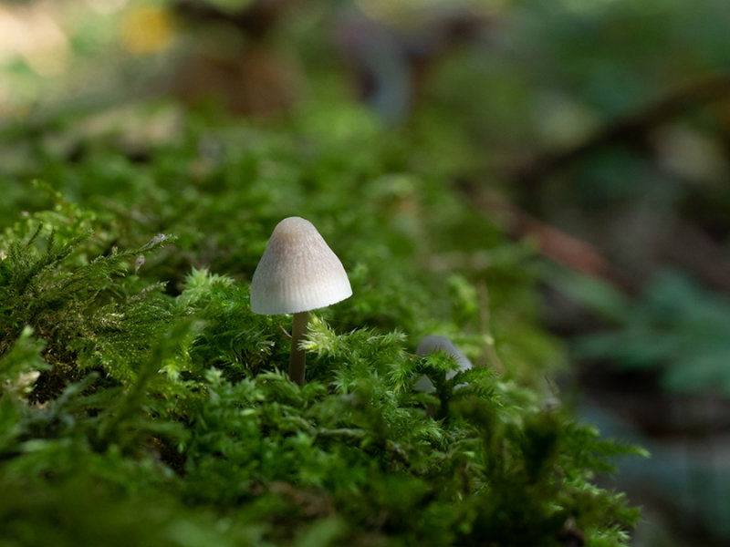 Mycena