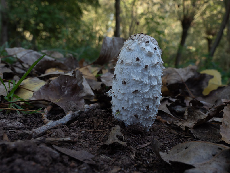 Coprinus comatus  