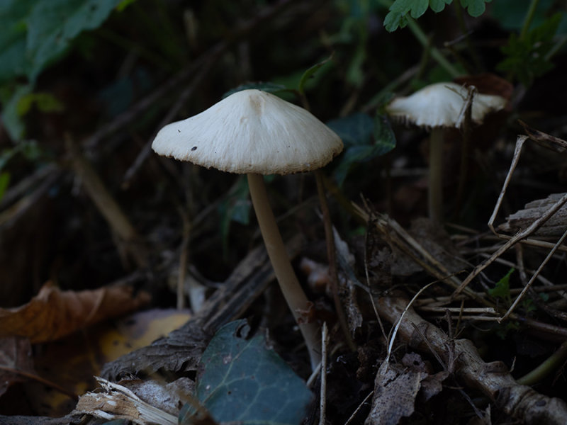Inocybe  