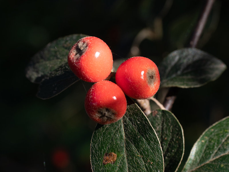 Cotoneaster sternianus