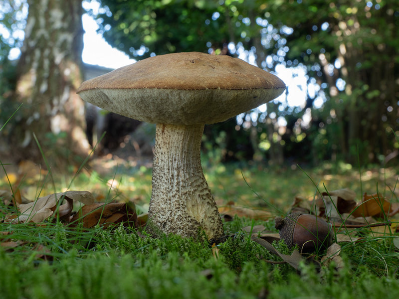 Leccinum scabrum