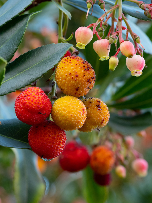 Arbutus unedo