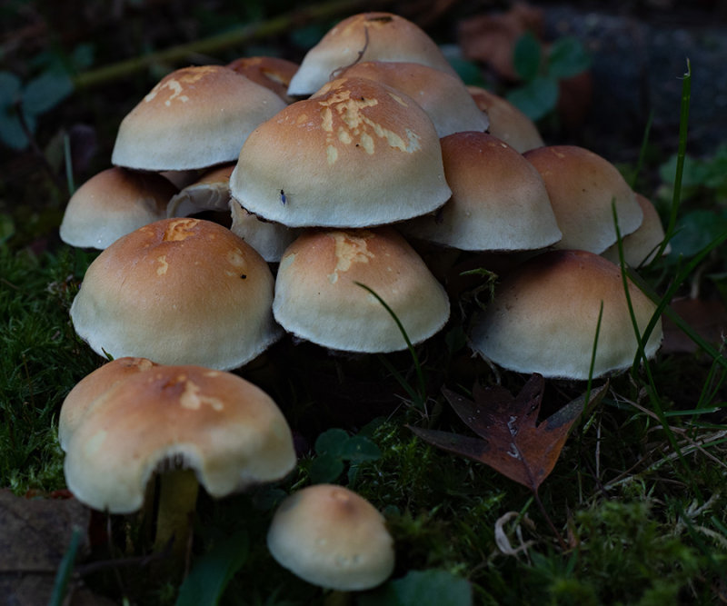Hypholoma fasciculare     