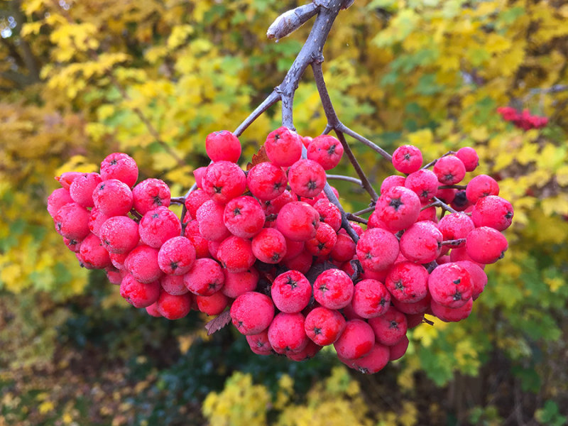 Sorbus aucuparia