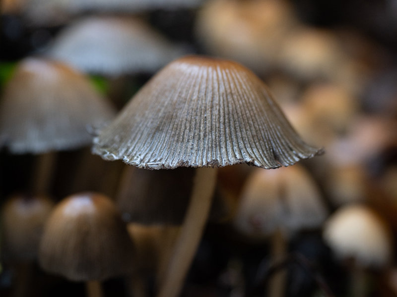 Coprinus micaceus   