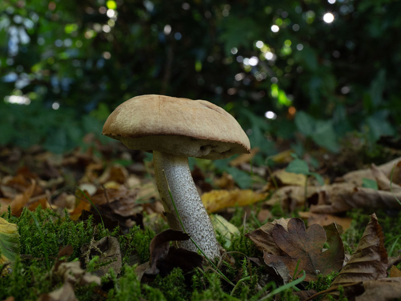 Leccinum scabrum
