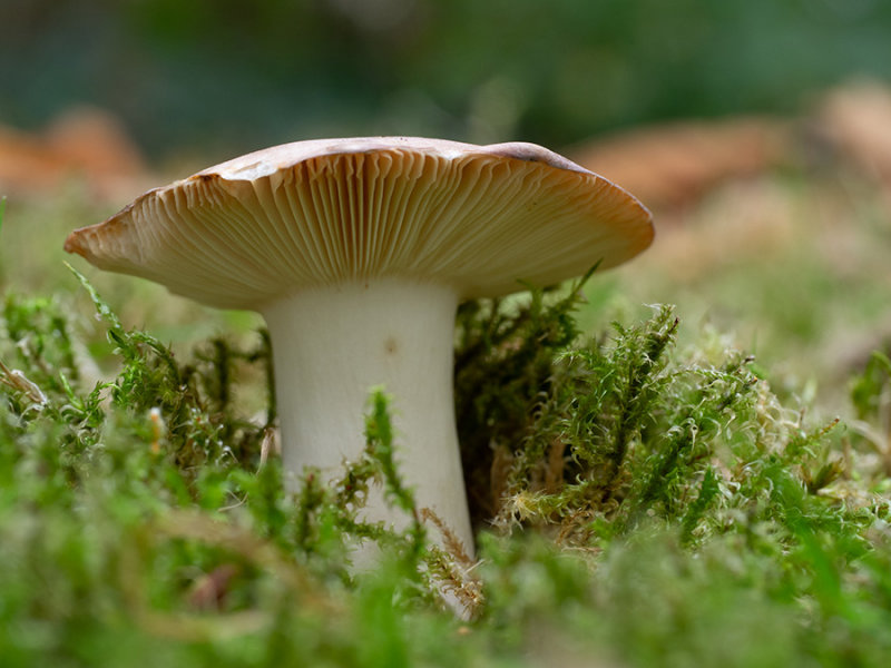 Russula