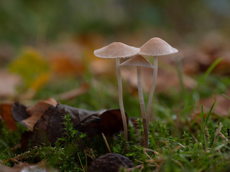 Mycena