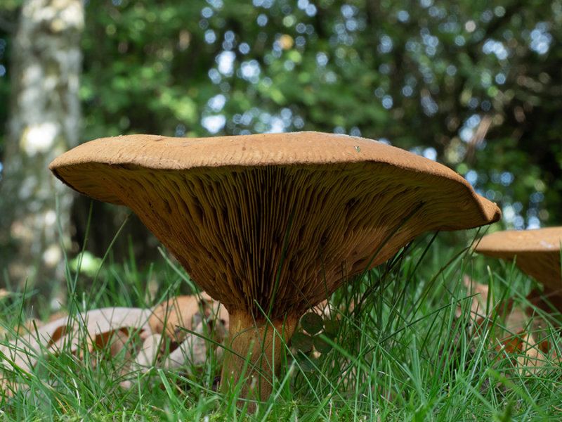 Paxillus involutus