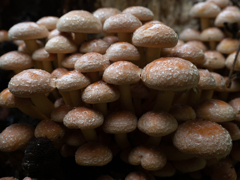 Hypholoma fasciculare