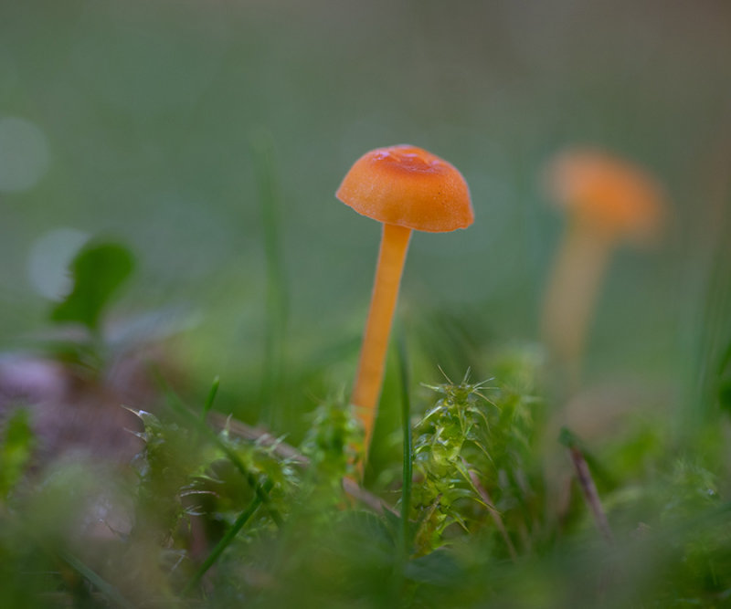 Rickenella fibula