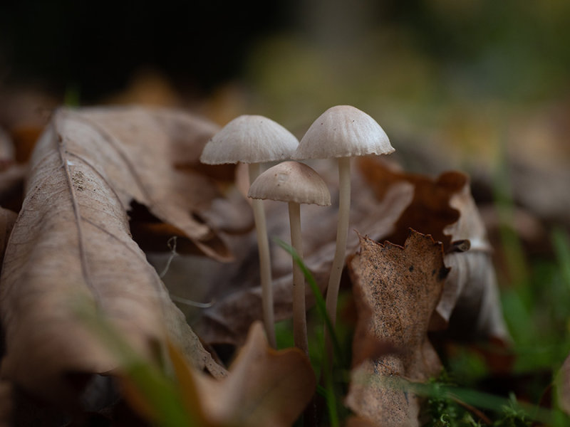 Mycena