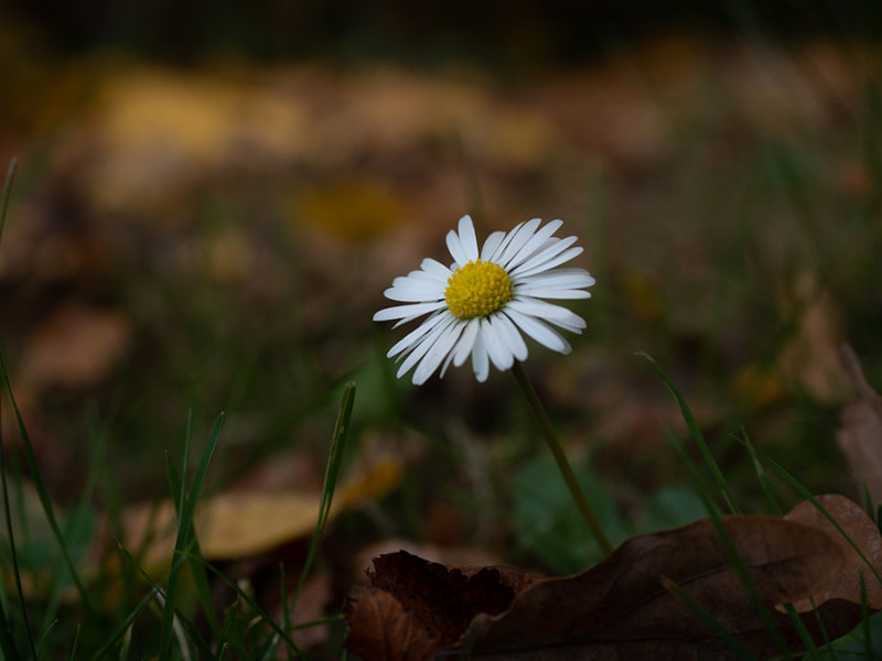 Bellis perennis   