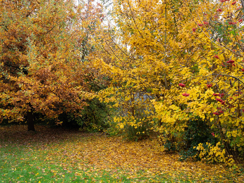 autumn