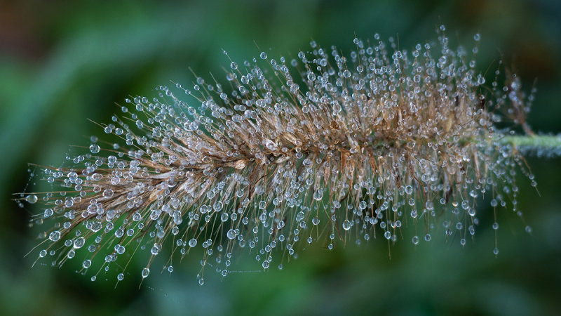 hoarfrost