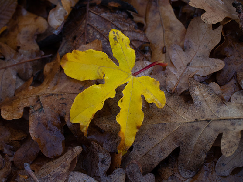 Acer
