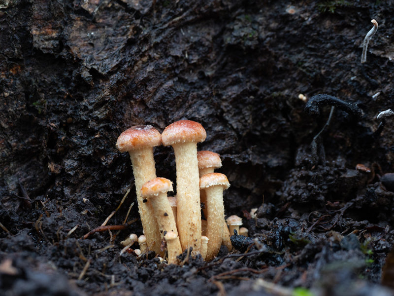 Hypholoma sublateritium