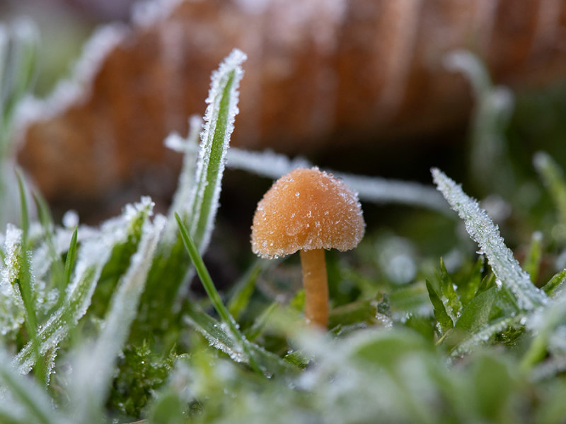 Galerina sp.