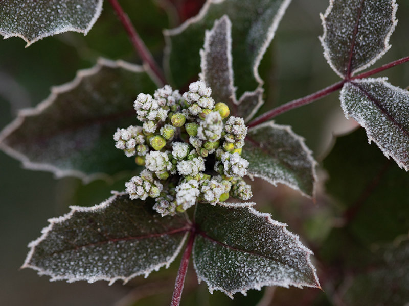 Mahonia aquifolium