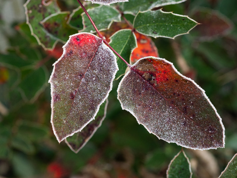 Mahonia aquifolium