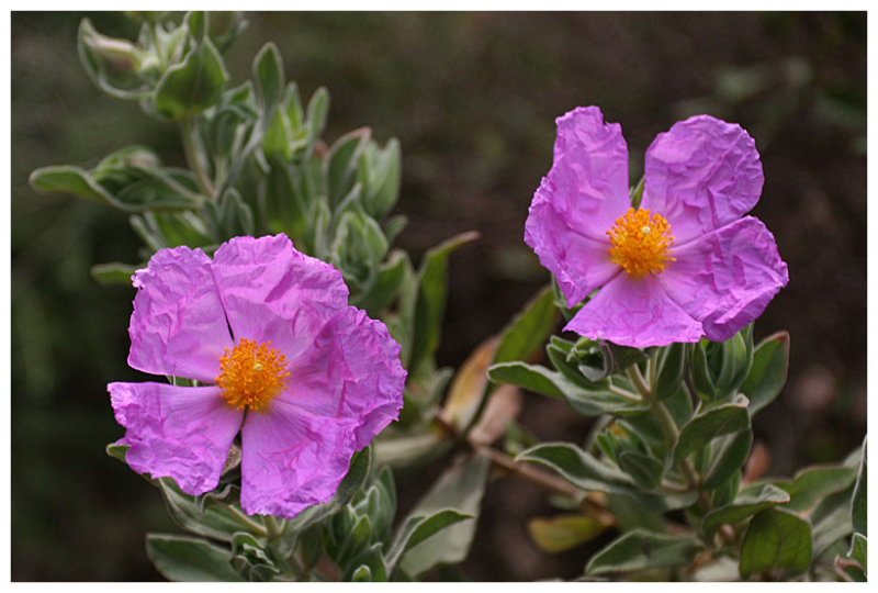 Cistus albidus