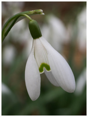 Galanthus nivalis