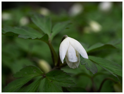 Anemone nemorosa